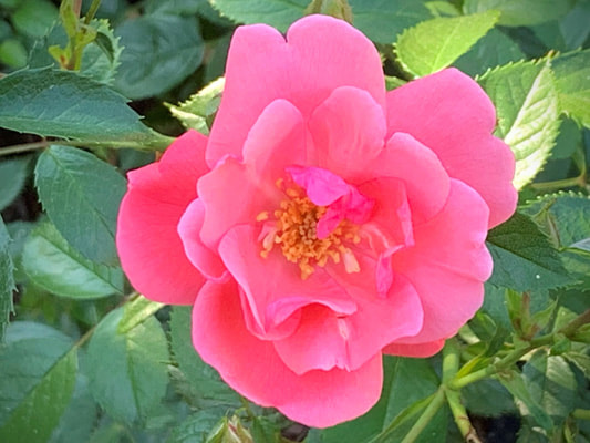 The orange pink colored shrub rose named Lady Elsie May.