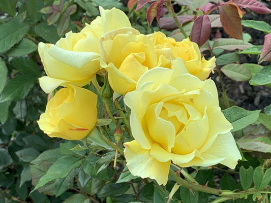 The light-yellow colored shrub rose named Lemon Meringue.