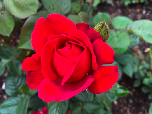The  dark red colored hybrid tea rose named Liebeszauber.