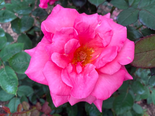 The medium pink colored hybrid tea rose named Marijke Koopman.