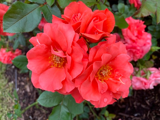 The orange blend colored Floribunda rose named Marmalade Skies.