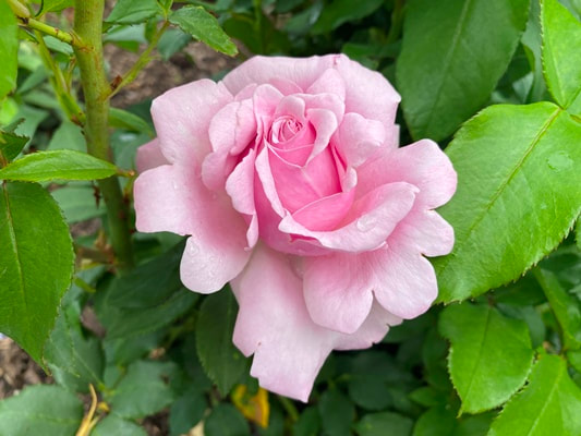 The medium pink colored Hybrid Tea rose named Memorial Day.