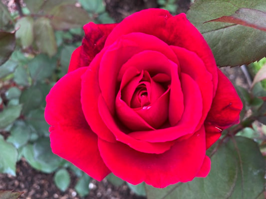 The dark red colored Hybrid Tea rose named Mister Lincoln.