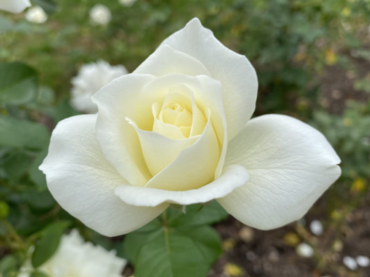 The  white colored Floribunda rose named Moondance.