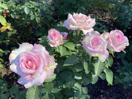 The white colored hybrid tea rose named Moonstone.