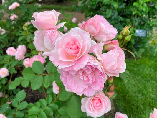 The light pink colored shrub rose named Morden Blush.
