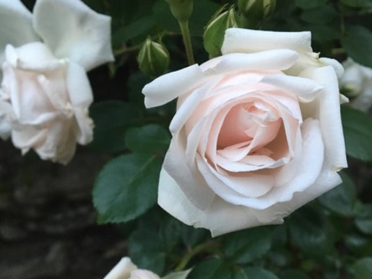 The  light pink colored large-flowered climber rose named New Dawn.