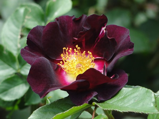 The mauve blend colored Large-Flowered Climber rose named Night Owl.