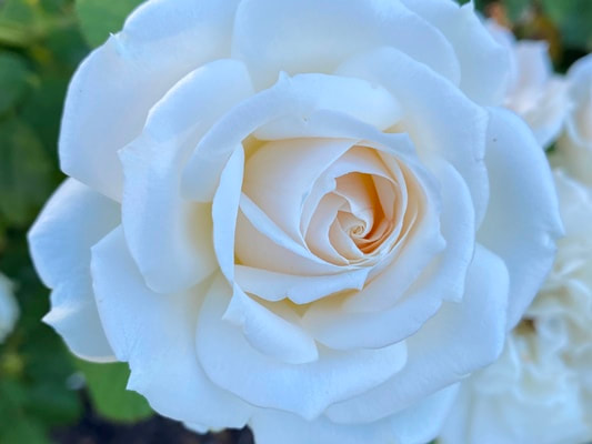 The  white colored Buck shrub rose named Paloma Blanca.