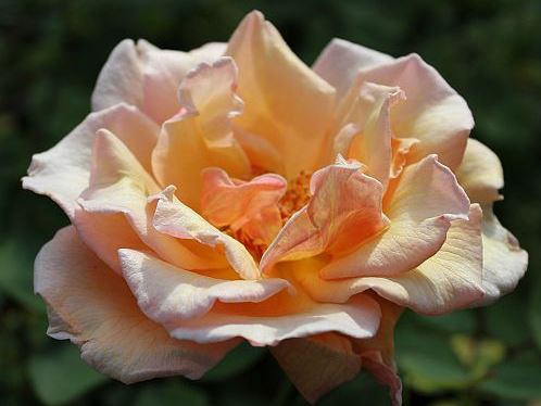 the apricot blend colored grandiflora rose named Pearlie Mae.