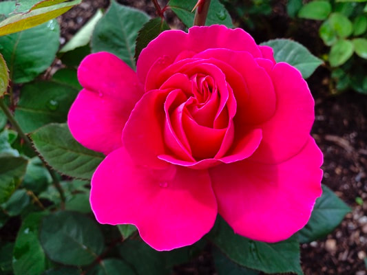 The medium pink colored Hybrid Tea rose named Pink Peace.