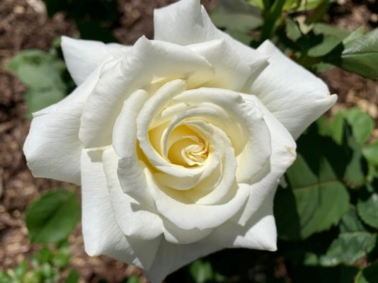 The white colored hybrid tea rose named Pope John Paul II.
