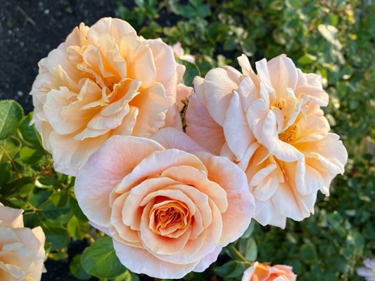 The apricot blend colored shrub rose named Prairie Sunrise.
