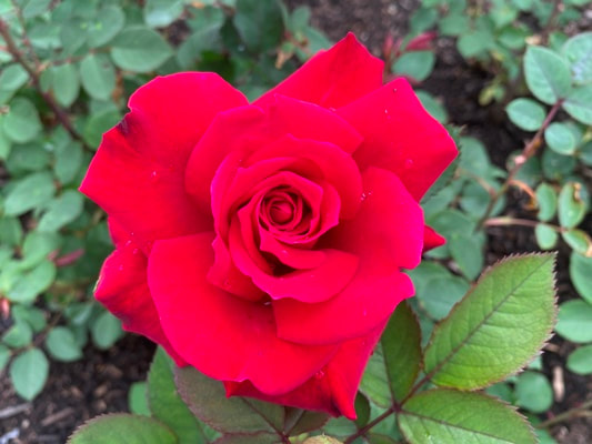 The dark red colored hybrid tea rose named Proud Land.