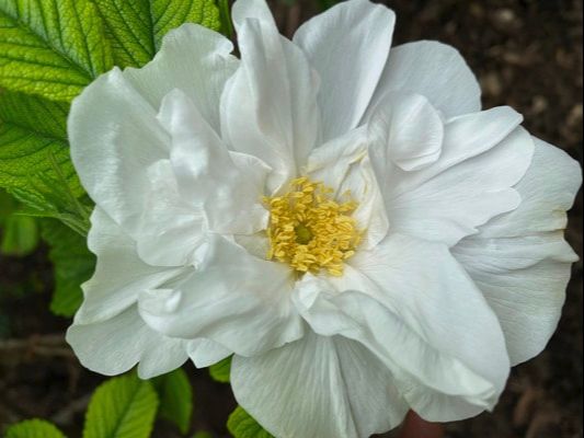 The white colored Hybrid Rugosa rose named Blanc Double de Coubert.