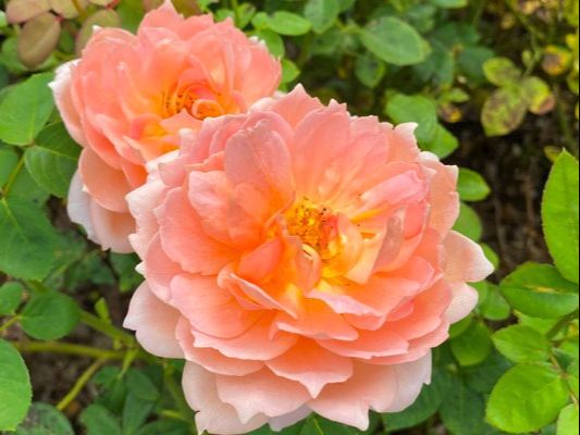 The apricot blend colored David Austin shrub rose named Carding Mill.