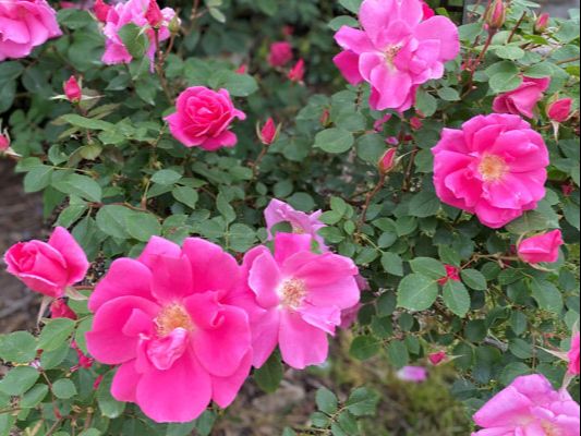 The medium pink colored shrub rose named Carefree Beauty.
