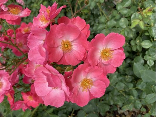 The deep pink colored floribunda rose named Chuckles.