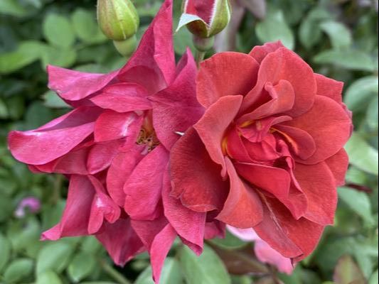 The russet colored Floribunda rose named Cinco de Mayo.