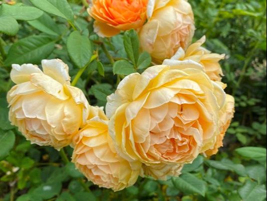 The apricot blend colored David Austin shrub rose named Crown Princess Margareta.