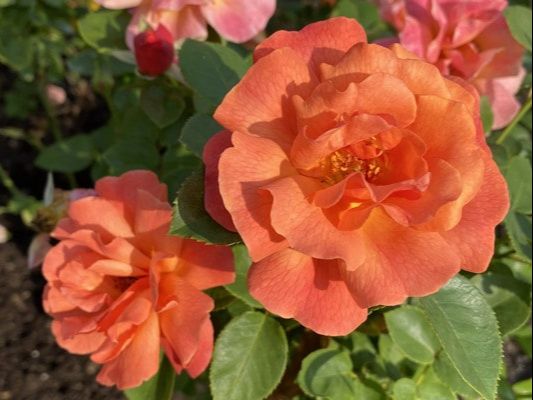 The orange pink colored Floribunda rose named Easy Does It.