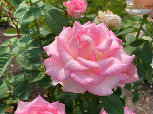 The pink blend colored hybrid tea rose named Falling In Love.