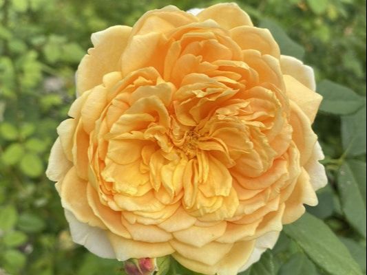 The apricot blend colored David Austin shrub rose named Golden Celebration.
