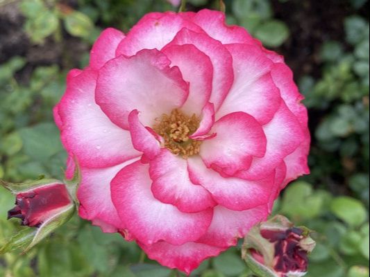 The pink blend colored Floribunda rose named Hannah Gordon.