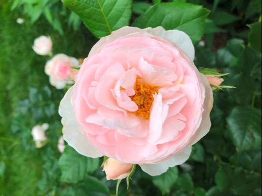 The light pink colored David Austin shrub rose.