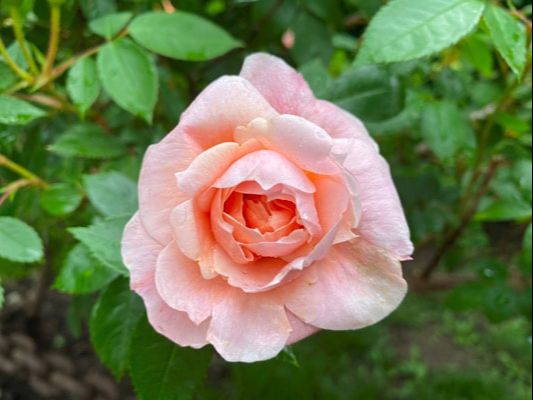 The medium pink colored Hybrid Kordesii rose named John Davis.