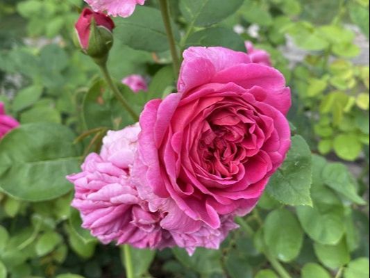 The medium pink colored David Austin shrub rose named Princess Alexandra of Kent.
