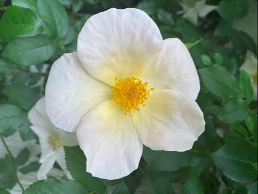 The white colored shrub rose named Sally Homes.