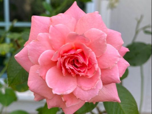 The medium pink colored Floribunda rose named Sexy Rexy.