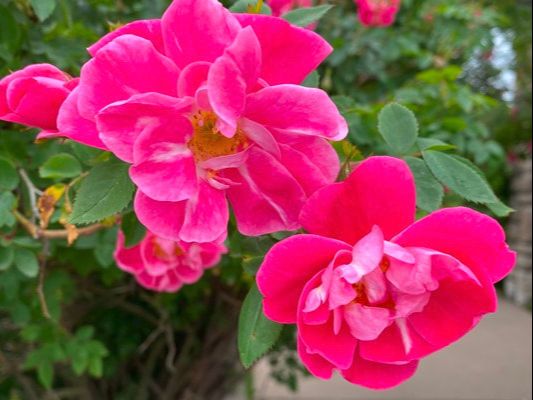 The  deep pink colored Hybrid Kordesii rose named William Baffin.