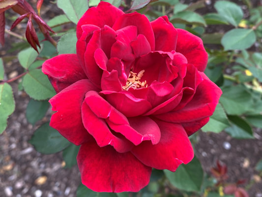 The dark red colored grandiflora rose named Queen Bee.