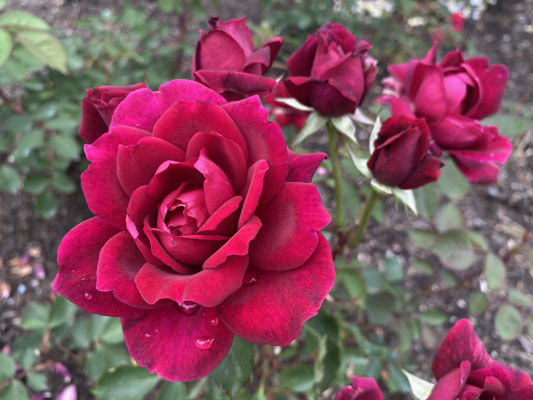 The dark red colored grandiflora rose named Queen Bee.
