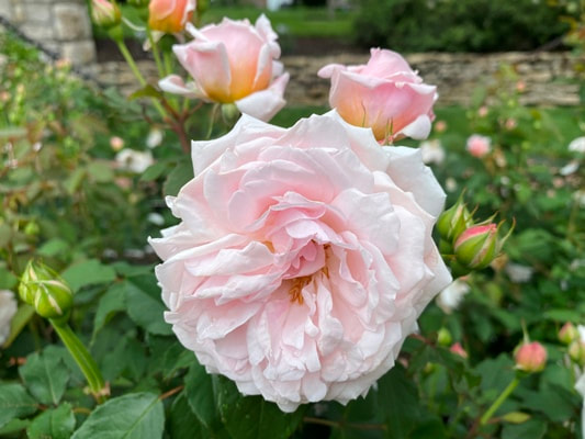 The light pink colored Buck shrub rose named Quietness.