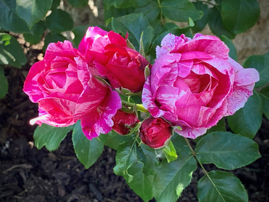 The medium pink blend colored Large-flowered Climber rose named Raspberry Cream Twirl; information provided by the Kansas City Rose Society.