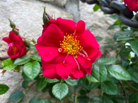 The dark red colored Large-Flowered Climber rose named Red Fountain.