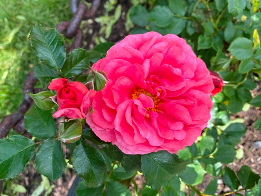 The deep pink colored Hybrid Wichurana rose named Rosairum Uetersen.