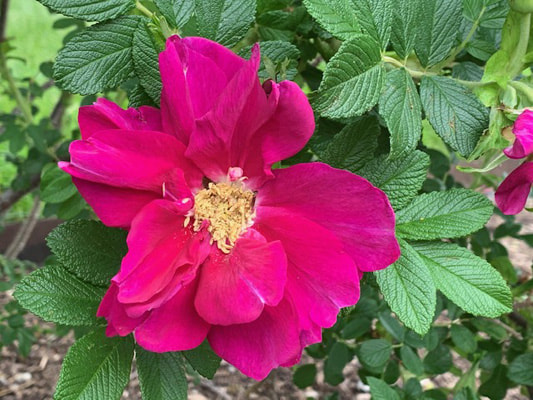 The deep pink colored Portland rose named Rose à Parfum de l’Hay.