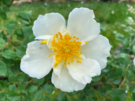 The white colored Hybrid Wichurana rose named Silver Moon.