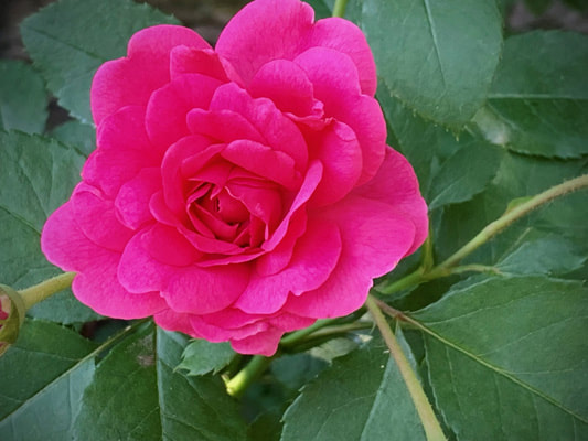 The medium pink colored David Austin shrub rose named Sir John Betjeman.