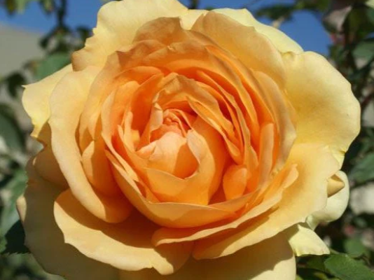 the deep yellow colored grandiflora rose named South Africa.