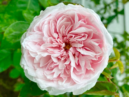 The light pink colored Bourbon rose named Souvenir de la Malmaison.