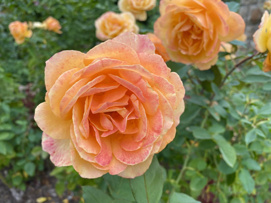 The yellow blend colored grandiflora rose named Strike It Rich.