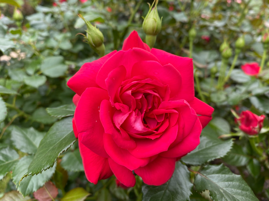 The medium red colored Floribunda rose named Super Hero.