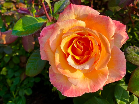 The apricot blend colored Hybrid Tea rose named Tahitian Sunset.