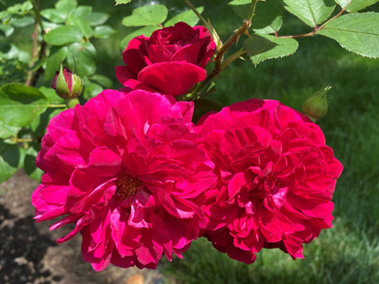 The dark red colored shrub rose named Tess of the d'Urbervilles.