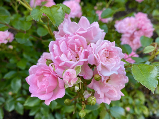 The  light pink colored Polyantha rose named The Fairy.